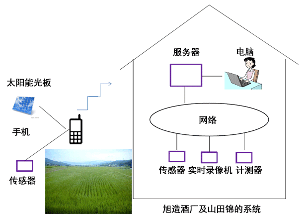 旭造酒厂及山田锦的系统